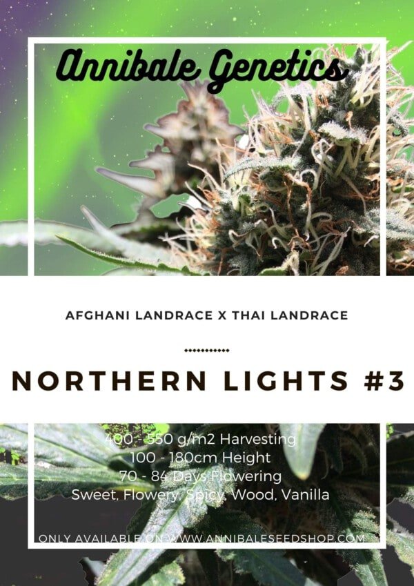 Seedshop-Annibale-Genetics-The-Italian-Collection-Northern-Lights-_3-Autoflowering-Feminized-Cannabis-Seeds