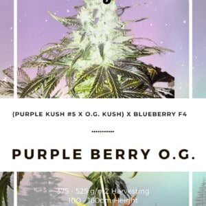 Seedshop-Annibale-Genetics-The-Italian-Collection-Purple-Berry-O-G-Feminized-Cannabis-Seeds