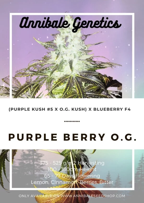 Seedshop-Annibale-Genetics-The-Italian-Collection-Purple-Berry-O-G-Feminized-Cannabis-Seeds