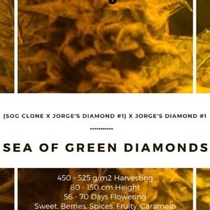 Seedshop-Annibale-Genetics-The-Italian-Collection-Sea-Of-Green-Diamonds-Feminized-Cannabis-Seeds