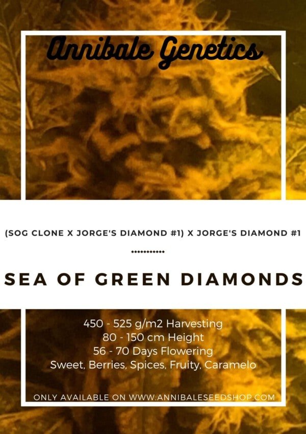Seedshop-Annibale-Genetics-The-Italian-Collection-Sea-Of-Green-Diamonds-Feminized-Cannabis-Seeds