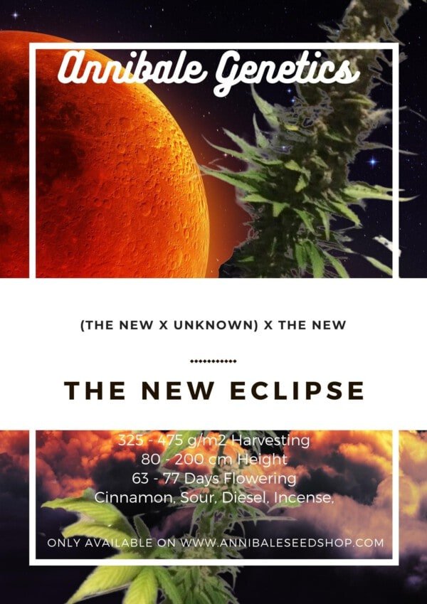 Seedshop-Annibale-Genetics-The-Italian-Collection-The-New-Eclipse-Feminized-Cannabis-Seeds