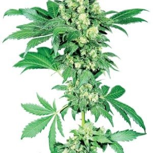 Sensi-Seeds-Afghani-_1-Feminized-Cannabis-Seeds-Annibale-Seedshop