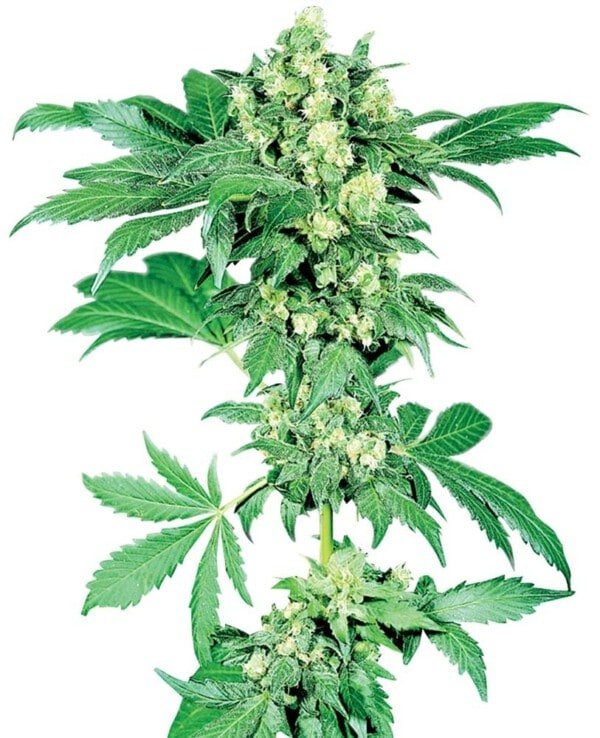 Sensi-Seeds-Afghani-_1-Feminized-Cannabis-Seeds-Annibale-Seedshop