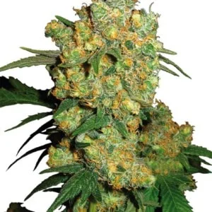 Sensi-Seeds-Big-Bud-Feminized-Cannabis-Seeds-Annibale-Seedshop