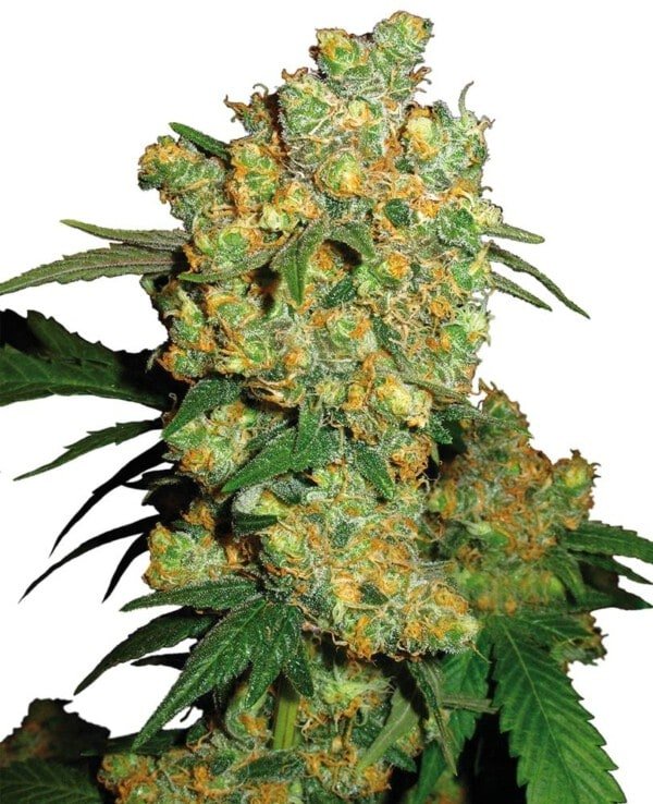 Sensi-Seeds-Big-Bud-Feminized-Cannabis-Seeds-Annibale-Seedshop