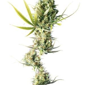 Sensi-Seeds-Durban-Feminized-Cannabis-Seeds-Annibale-Seedshop