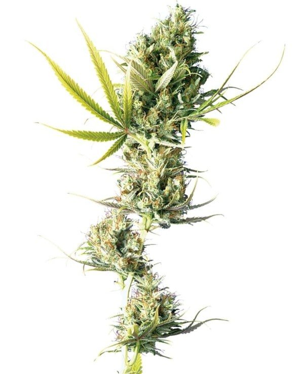 Sensi-Seeds-Durban-Feminized-Cannabis-Seeds-Annibale-Seedshop