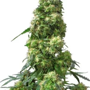 Sensi-Seeds-Early-Skunk-Feminized-Cannabis-Seeds-Annibale-Seedshop