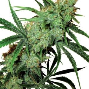 Sensi-Seeds-Fruity-Juice-Regular-Cannabis-Seeds-Annibale-Seedshop