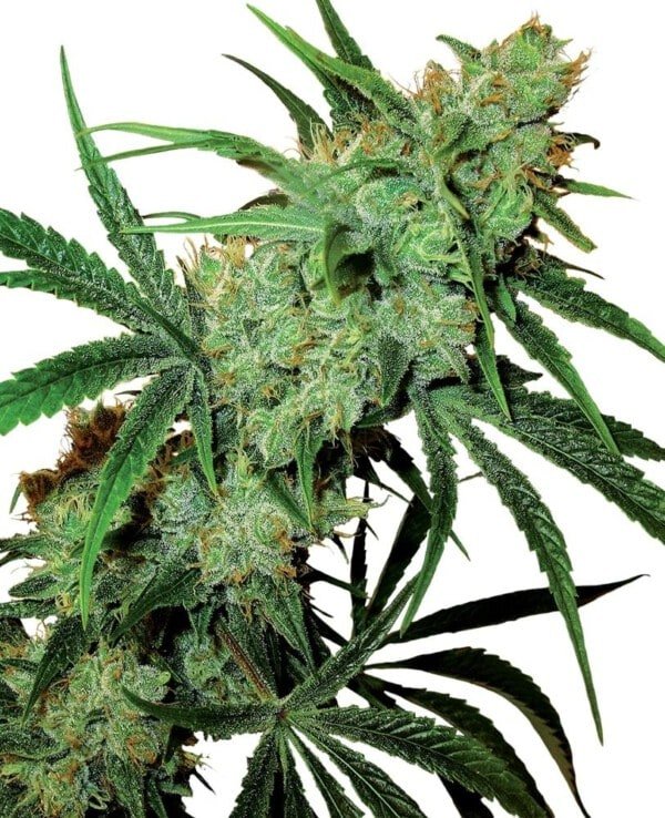 Sensi-Seeds-Fruity-Juice-Regular-Cannabis-Seeds-Annibale-Seedshop