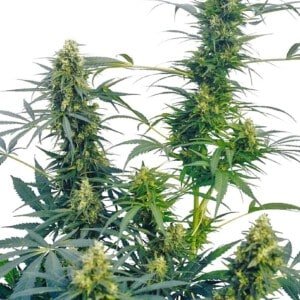 Sensi-Seeds-Guerrilla_s-Gusto-Regular-Cannabis-Seeds-Annibale-Seedshop
