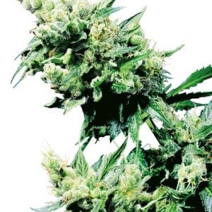 Sensi-Seeds-Hash-Plant-Regular-Cannabis-Seeds-Annibale-Seedshop