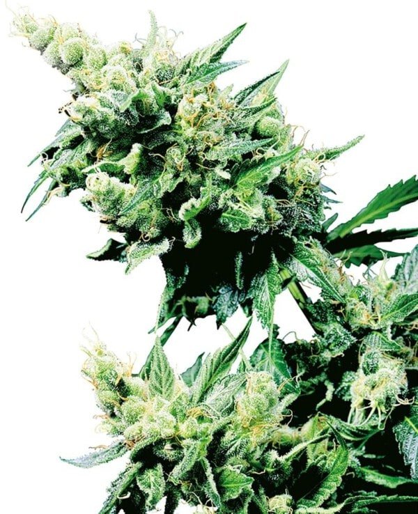 Sensi-Seeds-Hash-Plant-Regular-Cannabis-Seeds-Annibale-Seedshop