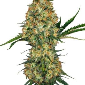 Sensi-Seeds-Hindu-Kush-Feminized-Cannabis-Seeds-Annibale-Seedshop