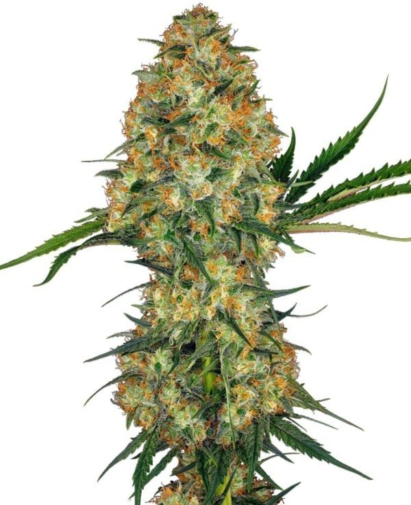 Sensi-Seeds-Hindu-Kush-Feminized-Cannabis-Seeds-Annibale-Seedshop