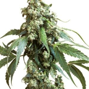 Sensi-Seeds-Jack-Flash-_5-Feminized-Cannabis-Seeds-Annibale-Seedshop
