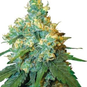 Sensi-Seeds-Jack-Herer-Feminized-Cannabis-Seeds-Annibale-Seedshop