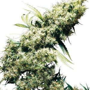 Sensi-Seeds-Jamaican-Pearl-Feminized-Cannabis-Seeds-Annibale-Seedshop