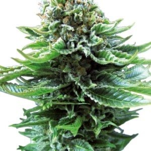 Sensi-Seeds-Northern-Lights-Automatic-Feminized-Cannabis-Seeds-Annibale-Seedshop