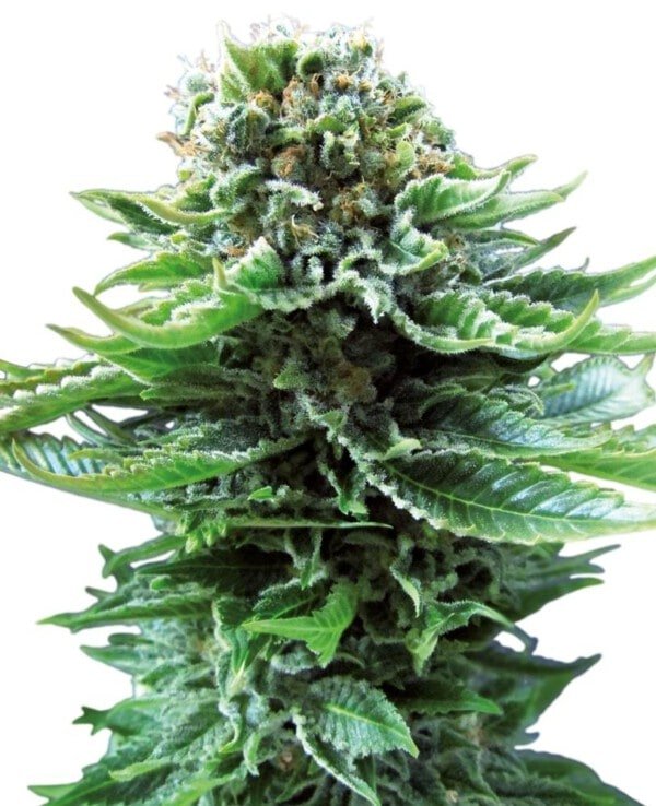 Sensi-Seeds-Northern-Lights-Automatic-Feminized-Cannabis-Seeds-Annibale-Seedshop