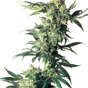 Sensi-Seeds-Northern-Lights-Feminized-Cannabis-Seeds-Annibale-Seedshop