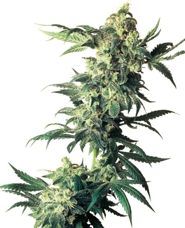 Sensi-Seeds-Northern-Lights-Feminized-Cannabis-Seeds-Annibale-Seedshop