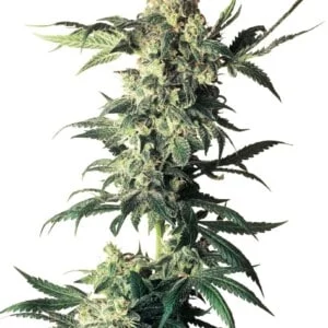 Sensi-Seeds-Northern-Lights-Regular-Cannabis-Seeds-Annibale-Seedshop