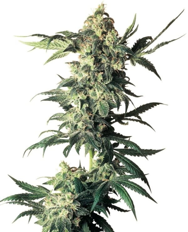 Sensi-Seeds-Northern-Lights-Regular-Cannabis-Seeds-Annibale-Seedshop