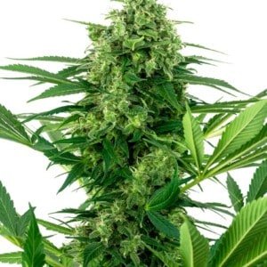 Sensi-Seeds-Research-Banana-Frosting-Feminized-Cannabis-Seeds-Annibale-Seedshop