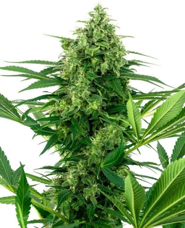 Sensi-Seeds-Research-Banana-Frosting-Feminized-Cannabis-Seeds-Annibale-Seedshop
