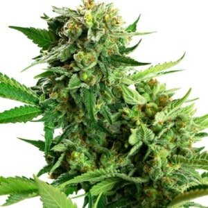 Sensi-Seeds-Research-Blackberry-Cream-Feminized-Cannabis-Seeds-Annibale-Seedshop