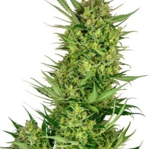 Sensi-Seeds-Research-Buttercream-Gelato-Feminized-Cannabis-Seeds-Annibale-Seedshop