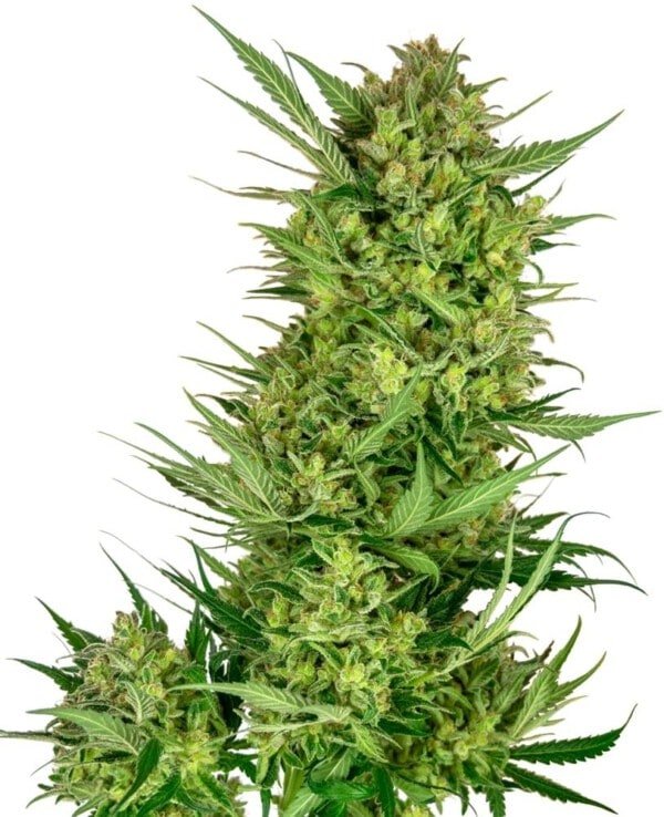 Sensi-Seeds-Research-Buttercream-Gelato-Feminized-Cannabis-Seeds-Annibale-Seedshop