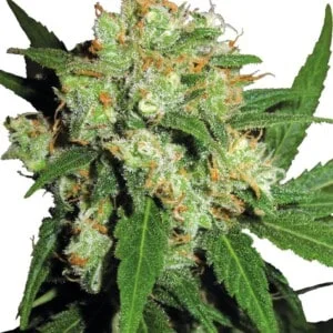 Sensi-Seeds-Sensi-Skunk-Feminized-Cannabis-Seeds-Annibale-Seedshop