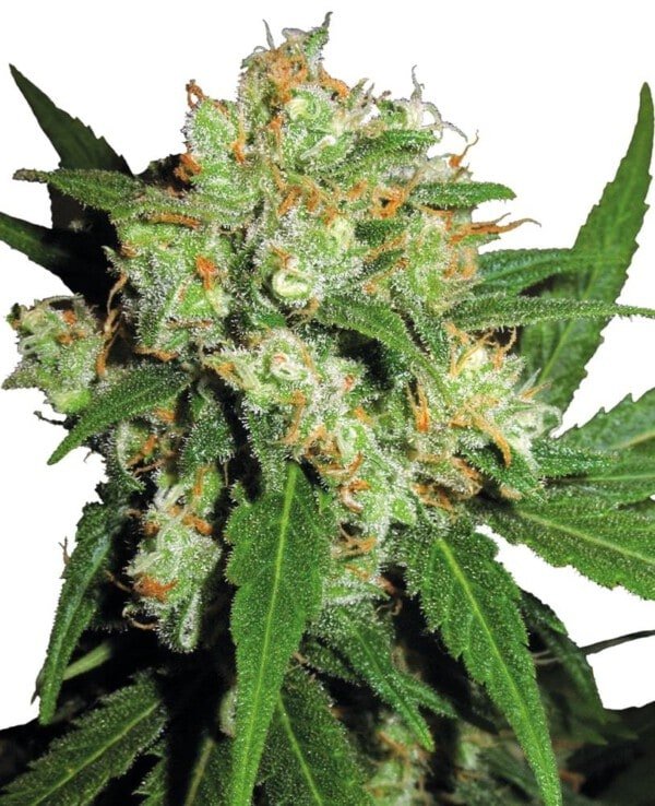 Sensi-Seeds-Sensi-Skunk-Feminized-Cannabis-Seeds-Annibale-Seedshop