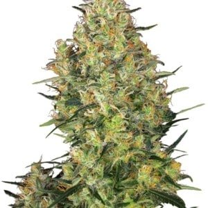 Sensi-Seeds-Shiva-Skunk-Feminized-Cannabis-Seeds-Annibale-Seedshop