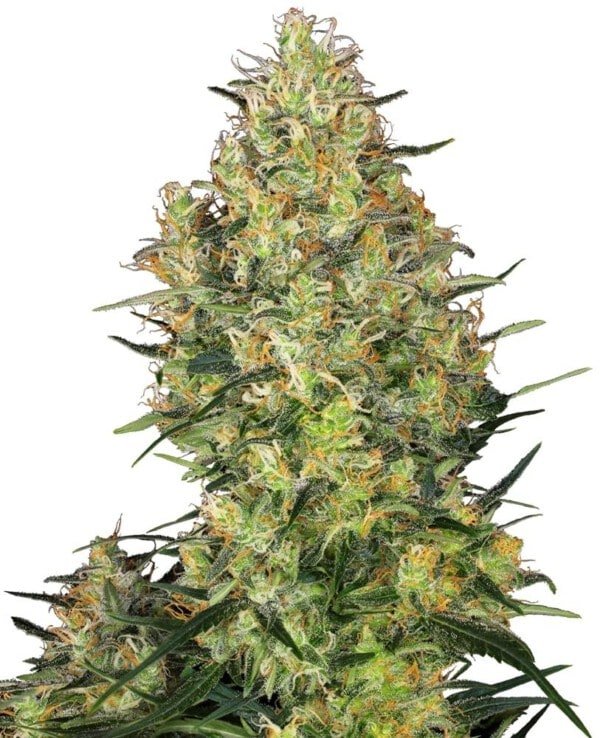 Sensi-Seeds-Shiva-Skunk-Feminized-Cannabis-Seeds-Annibale-Seedshop