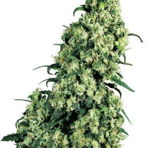 Sensi-Seeds-Skunk-_1-Feminized-Cannabis-Seeds-Annibale-Seedshop