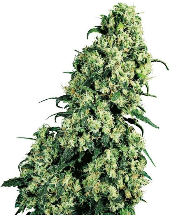 Sensi-Seeds-Skunk-_1-Feminized-Cannabis-Seeds-Annibale-Seedshop