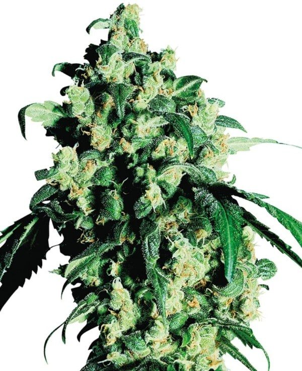 Sensi-Seeds-Super-Skunk-Feminized-Cannabis-Seeds-Annibale-Seedshop