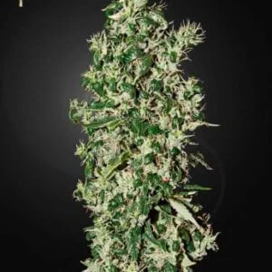 Strain-Hunters-Big-Tooth-Feminized-Cannabis-Seeds-Annibale-Seedshop