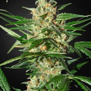 Strain-Hunters-Damnesia-Feminized-Autoflowering-Cannabis-Seeds-Annibale-Seedshop