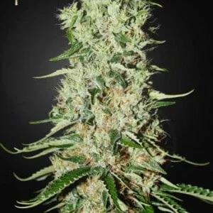 Strain-Hunters-Damnesia-Feminized-Cannabis-Seeds-Annibale-Seedshop