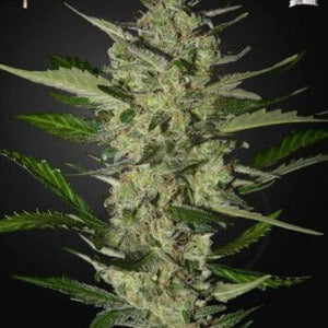 Strain-Hunters-Flowerbomb-Kush-Feminized-Cannabis-Seeds-Annibale-Seedshop