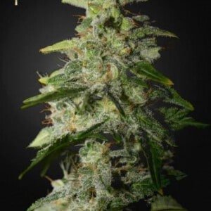 Strain-Hunters-Money-Maker-Feminized-Cannabis-Seeds-Annibale-Seedshop