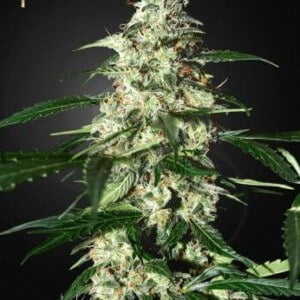 Strain-Hunters-Skunk-Feminized-Autoflowering-Cannabis-Seeds-Annibale-Seedshop