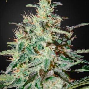 Strain-Hunters-White-Lemon-Feminized-Cannabis-Seeds-Annibale-Seedshop