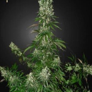 Strain-Hunters-White-Strawberry-Skunk-Feminized-Cannabis-Seeds-Annibale-Seedshop