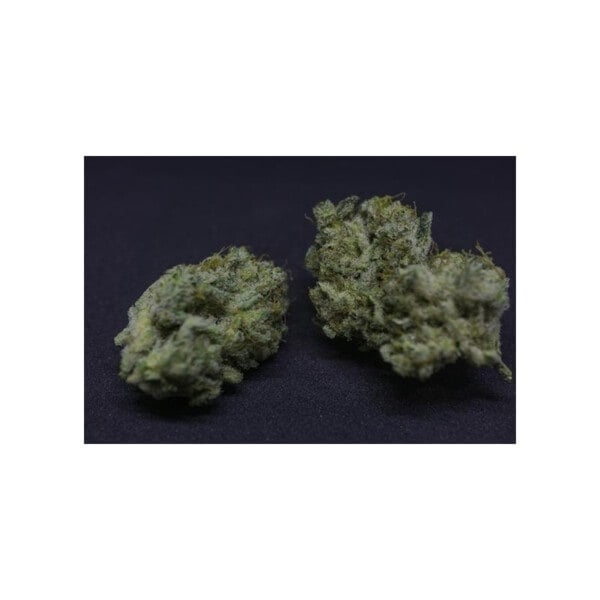 Super-Sativa-Club-Creamy-Kees-Regolar-Cannabis-Seeds-Annibale-Seedshop-2